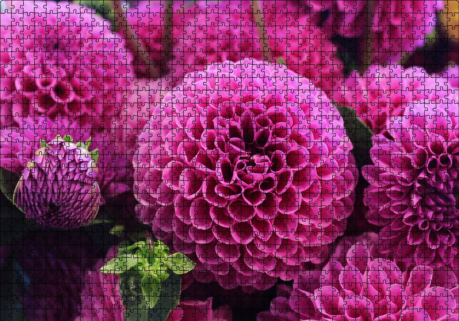 Pembe Dahlia Çiçekleri Puzzle Yapboz MDF Ahşap 1000 Parça 49 cm X 68 cm