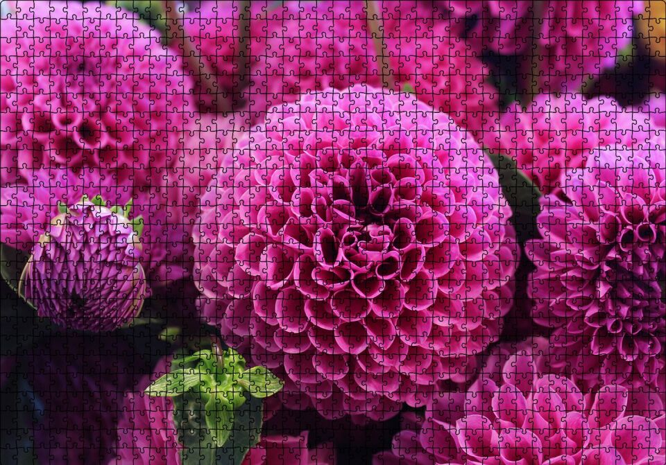 Pembe Dahlia Çiçekleri Puzzle Yapboz MDF Ahşap 1000 Parça 49 cm X 68 cm