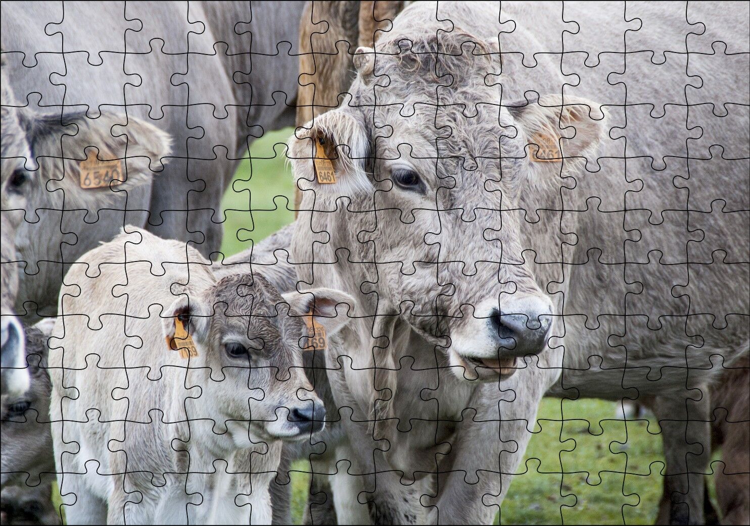 Çayırda Gri İnekler ve Sevimli Buzağı Puzzle Yapboz MDF Ahşap 120 Parça 24 cm X 34 cm