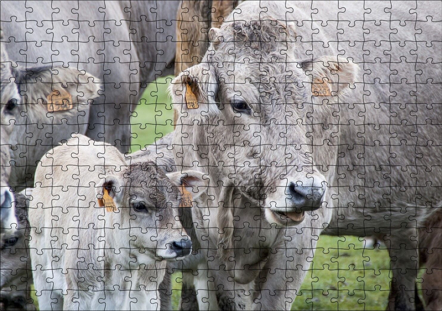 Çayırda Gri İnekler ve Sevimli Buzağı Puzzle Yapboz MDF Ahşap 255 Parça 34 cm X 49 cm