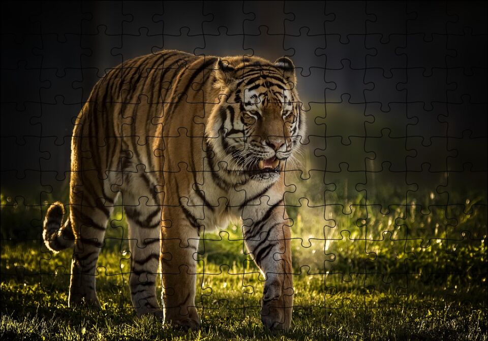 Yorkshire Vahşi Yaşam Parkı Kaplan Vladimir Puzzle Yapboz MDF Ahşap 120 Parça 24 cm X 34 cm