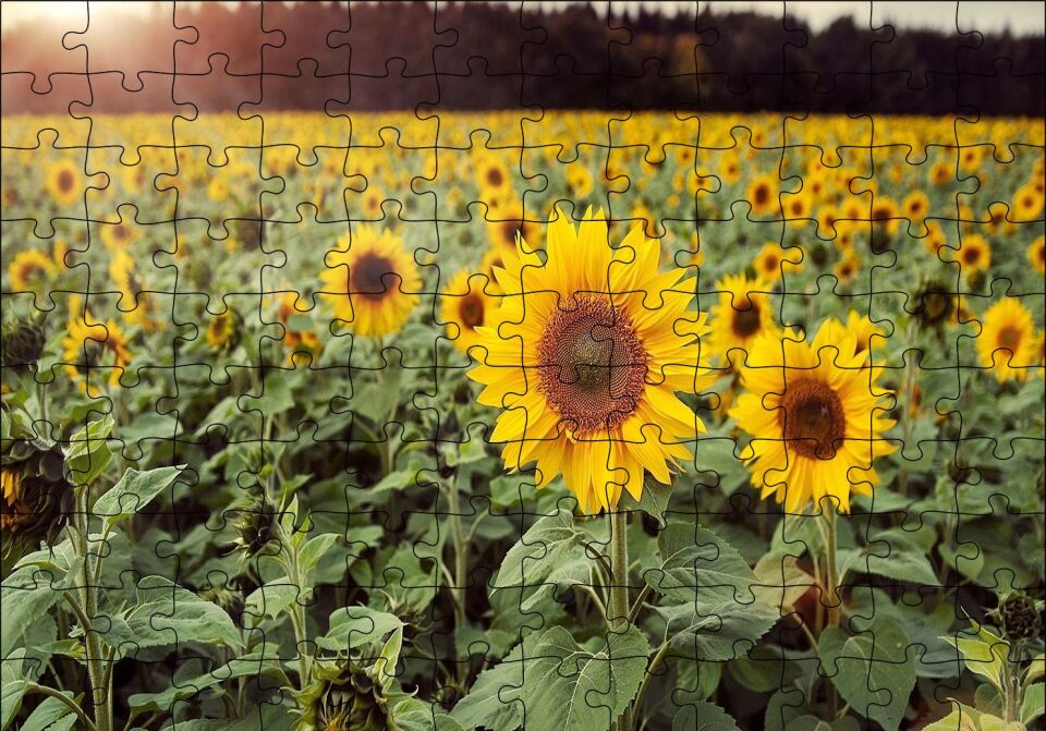 Günebakan Tarlası Puzzle Yapboz MDF Ahşap 120 Parça 24 cm X 34 cm