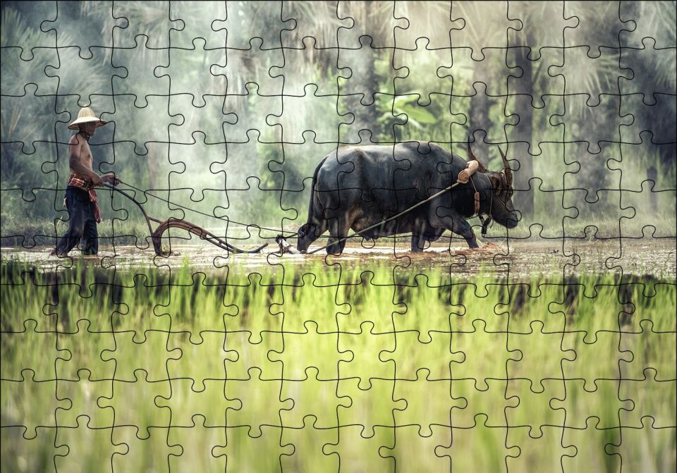 Pirinç Tarlası Süren Vietnamlı Puzzle Yapboz MDF Ahşap