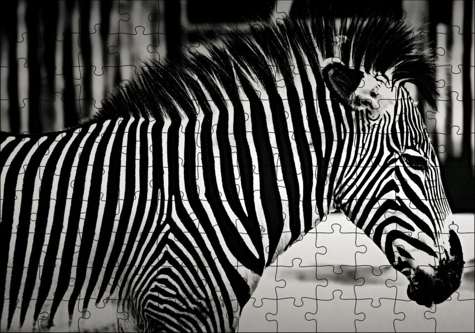 Benzersiz Deseniyle Zebra Yakın Çekim Puzzle Yapboz MDF Ahşap