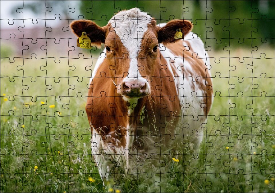 Çayırda Kahverengi Beyaz İnek Puzzle Yapboz MDF Ahşap 120 Parça 24 cm X 34 cm