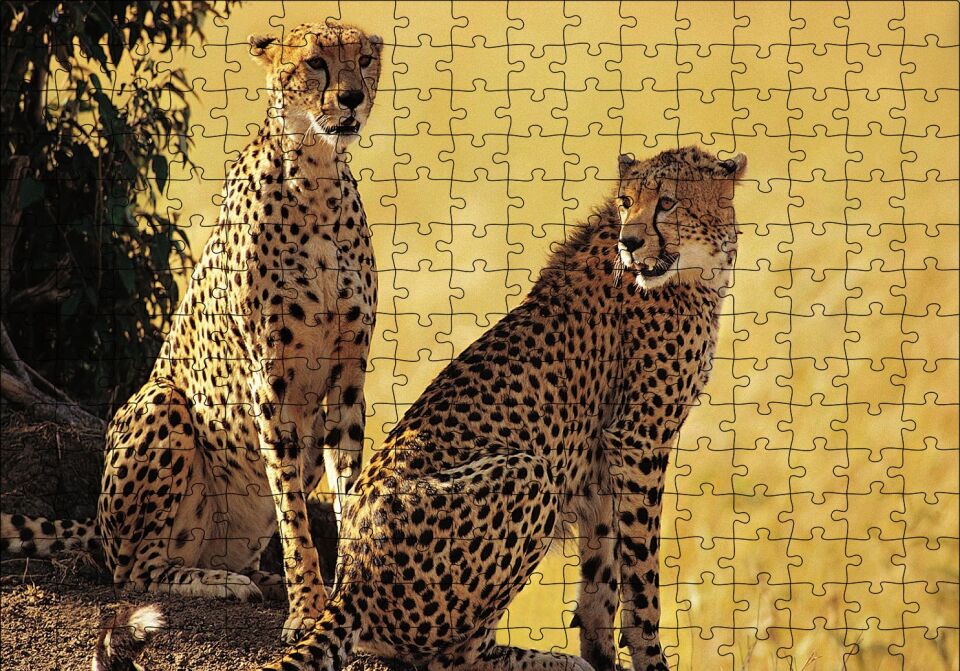 Çift Leopar Puzzle Yapboz MDF Ahşap 255 Parça 34 cm X 49 cm