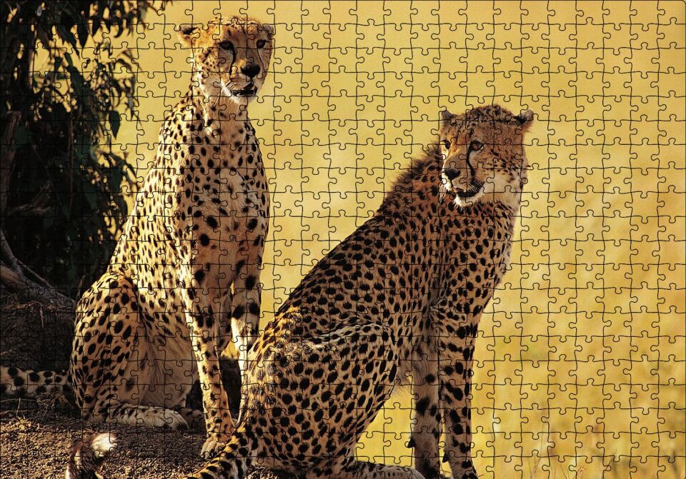 Çift Leopar Puzzle Yapboz MDF Ahşap 500 Parça 49 cm X 68 cm