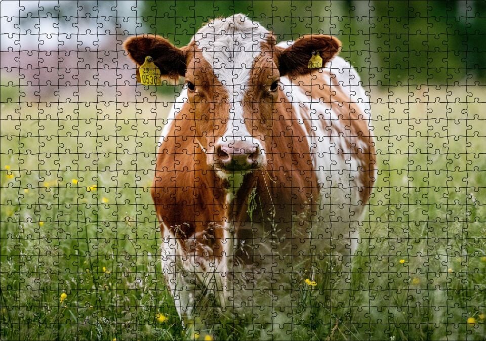 Çayırda Kahverengi Beyaz İnek Puzzle Yapboz MDF Ahşap 500 Parça 49 cm X 68 cm
