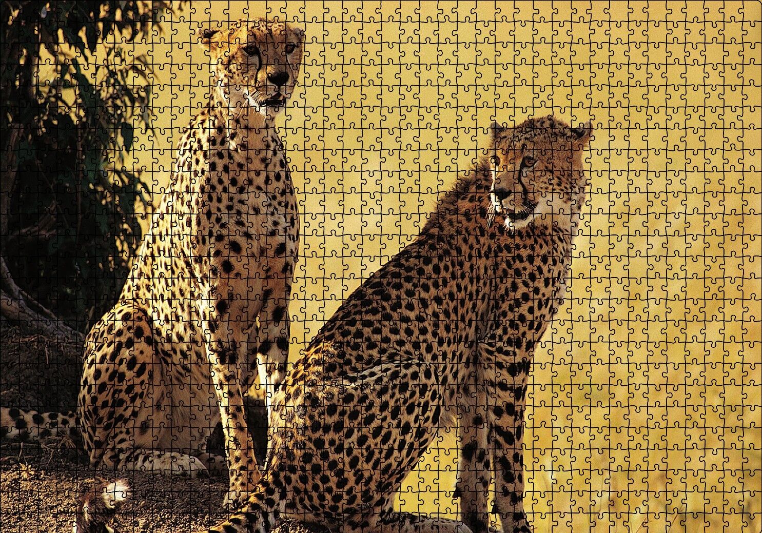 Çift Leopar Puzzle Yapboz MDF Ahşap 1000 Parça 49 cm X 68 cm