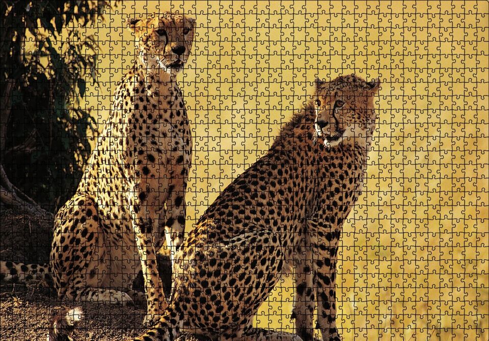 Çift Leopar Puzzle Yapboz MDF Ahşap 1000 Parça 49 cm X 68 cm