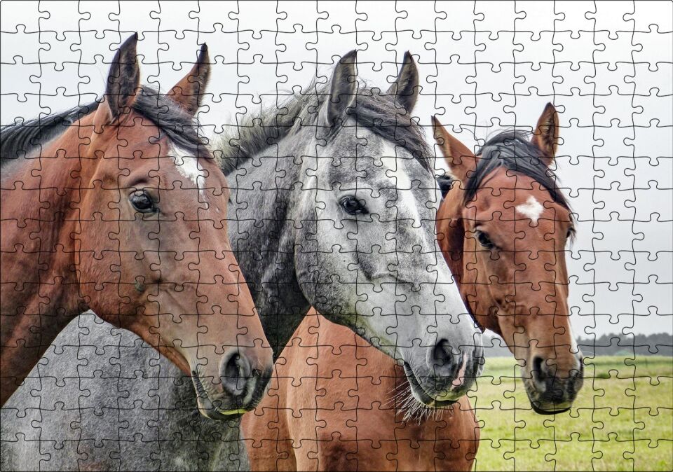 Çayırda Kahverengi ve Gri Atlar Yakın Çekim Puzzle Yapboz MDF Ahşap 255 Parça 34 cm X 49 cm