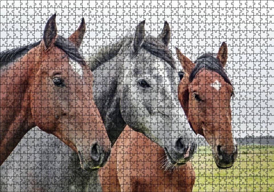 Çayırda Kahverengi ve Gri Atlar Yakın Çekim Puzzle Yapboz MDF Ahşap 1000 Parça 49 cm X 68 cm