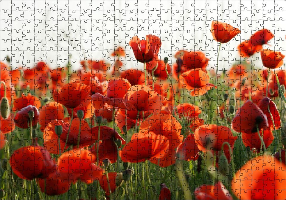 Çayırda Kırmızı Gelincikler Puzzle Yapboz MDF Ahşap 500 Parça 49 cm X 68 cm