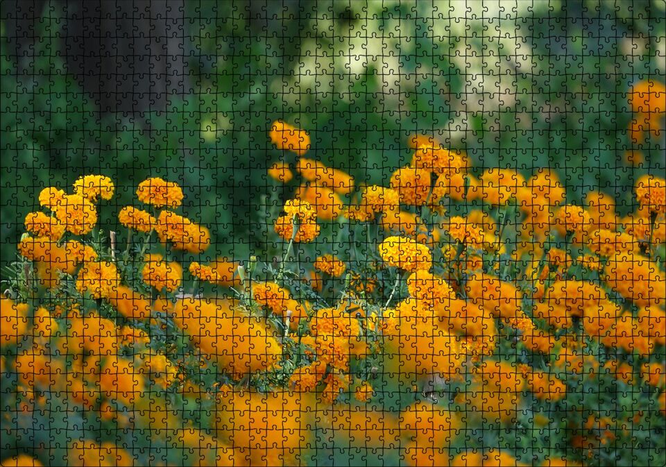 Sarı Çiçekli Çalılar Görseli Puzzle Yapboz MDF Ahşap 1000 Parça 49 cm X 68 cm