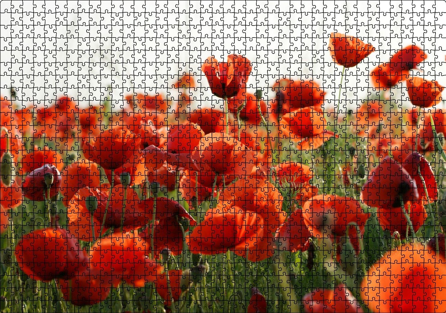 Çayırda Kırmızı Gelincikler Puzzle Yapboz MDF Ahşap 1000 Parça 49 cm X 68 cm