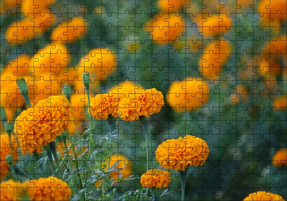 Sarı Karanfiller Görseli Puzzle Yapboz MDF Ahşap 255 Parça 34 cm X 49 cm