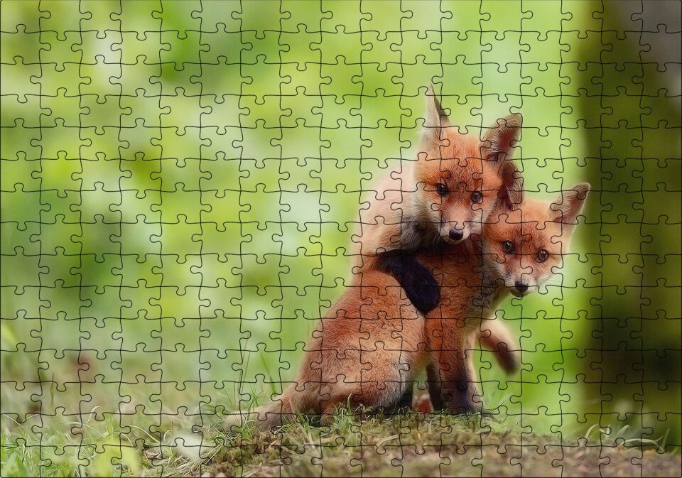 Çayırda Birbiriyle Oynayan Yavru Tilkiler Puzzle Yapboz MDF Ahşap 255 Parça 34 cm X 49 cm