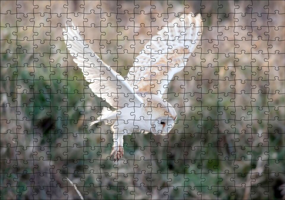 Çayırda Konmaya Hazırlanan Beyaz Baykuş Puzzle Yapboz MDF Ahşap 255 Parça 34 cm X 49 cm