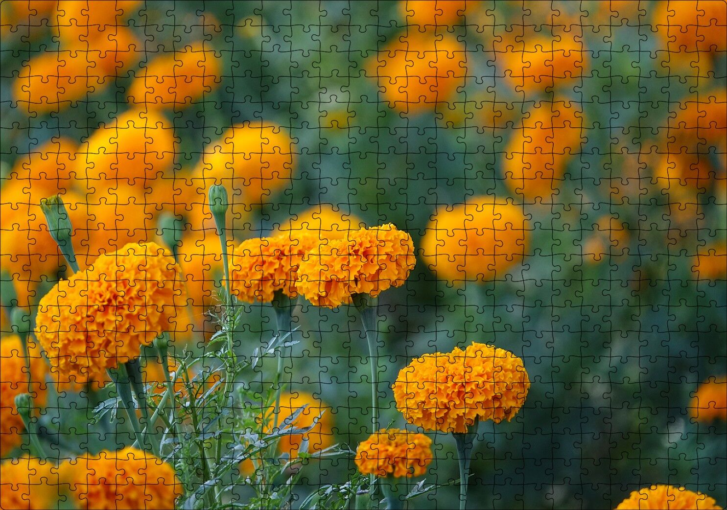 Sarı Karanfiller Görseli Puzzle Yapboz MDF Ahşap 500 Parça 49 cm X 68 cm
