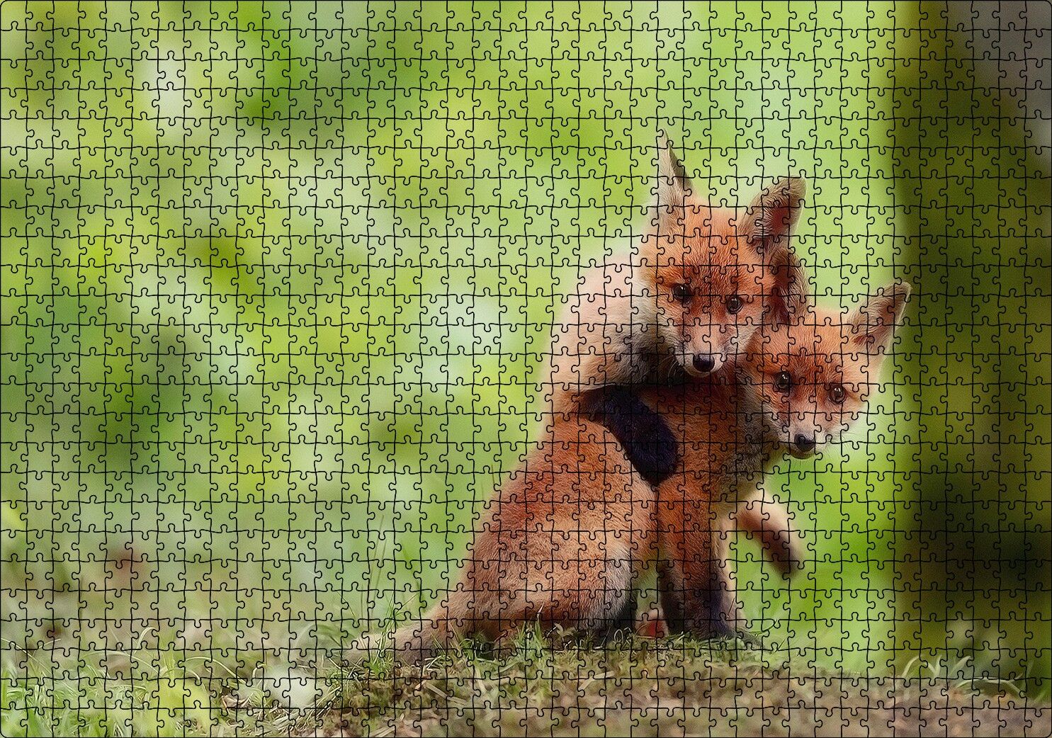 Çayırda Birbiriyle Oynayan Yavru Tilkiler Puzzle Yapboz MDF Ahşap 1000 Parça 49 cm X 68 cm