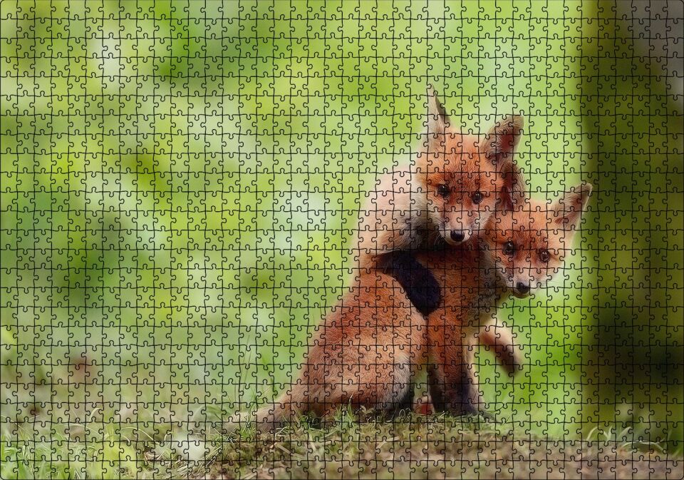 Çayırda Birbiriyle Oynayan Yavru Tilkiler Puzzle Yapboz MDF Ahşap 1000 Parça 49 cm X 68 cm