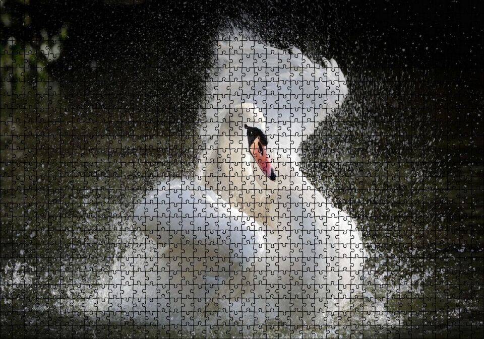 Gölde Kanatlarını Temizleyen Beyaz Kuğu Puzzle Yapboz MDF Ahşap 1000 Parça 49 cm X 68 cm
