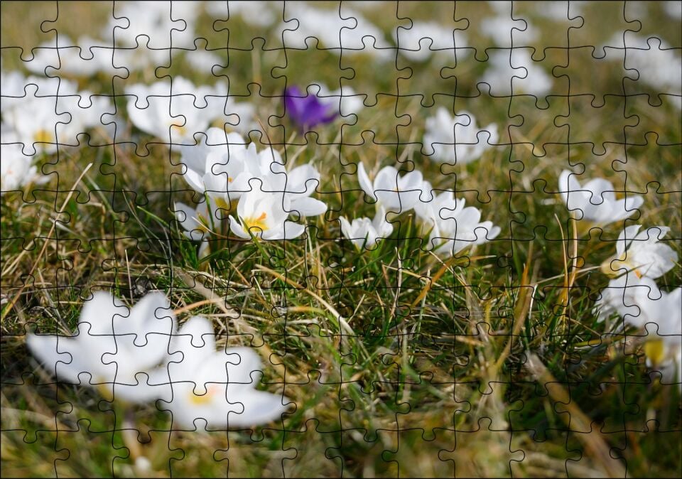 Çayırda Beyaz Çiğdem Çiçekleri Puzzle Yapboz MDF Ahşap