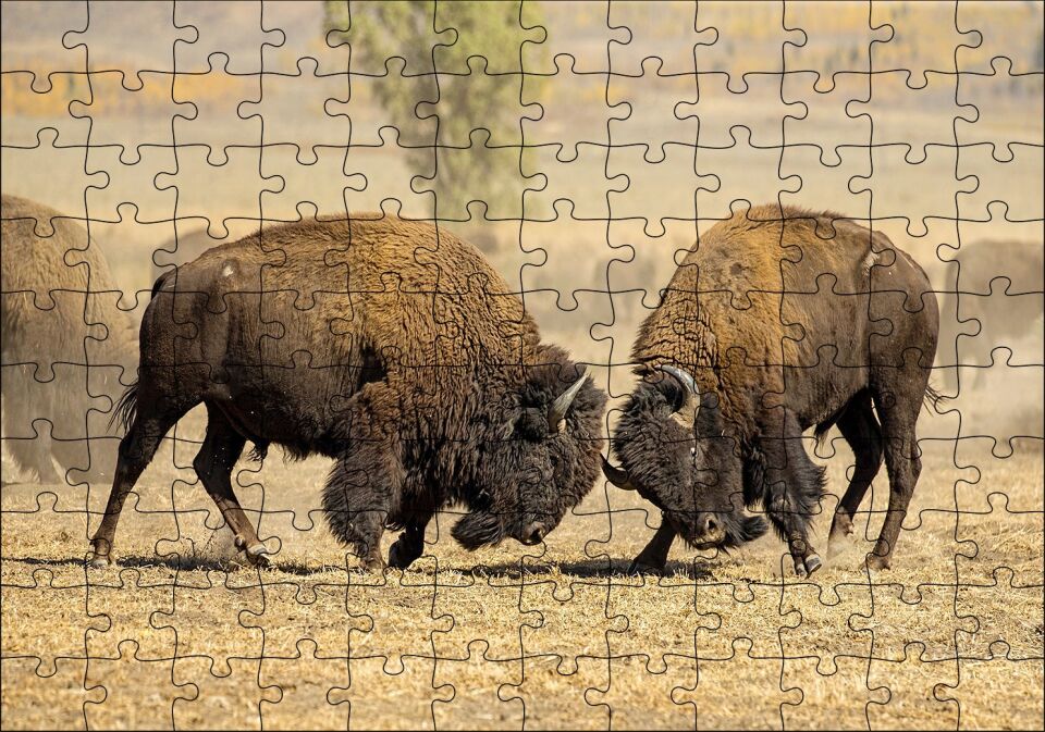 Çayırda Gövde Gösterisindeki Bizonlar Puzzle Yapboz MDF Ahşap 120 Parça 24 cm X 34 cm