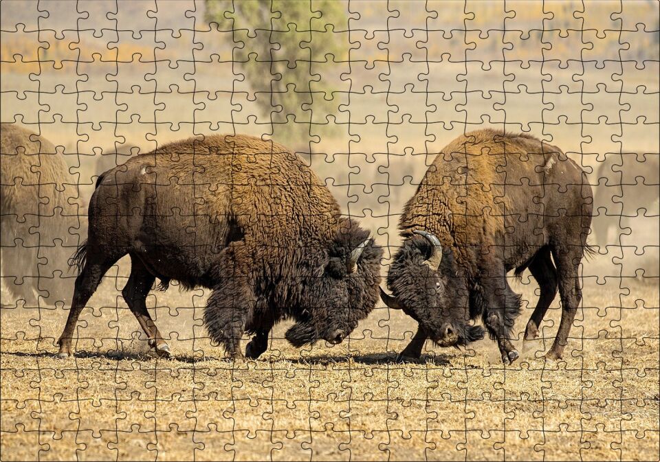 Çayırda Gövde Gösterisindeki Bizonlar Puzzle Yapboz MDF Ahşap 255 Parça 34 cm X 49 cm