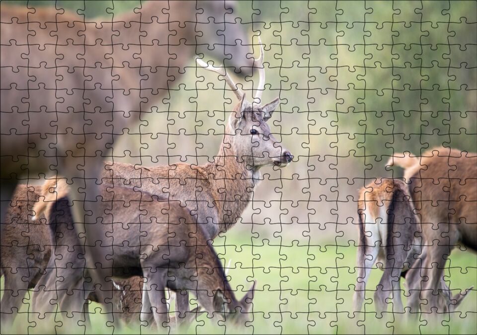 Çayırda Otlayan Ren Geyikleri Puzzle Yapboz MDF Ahşap 255 Parça 34 cm X 49 cm