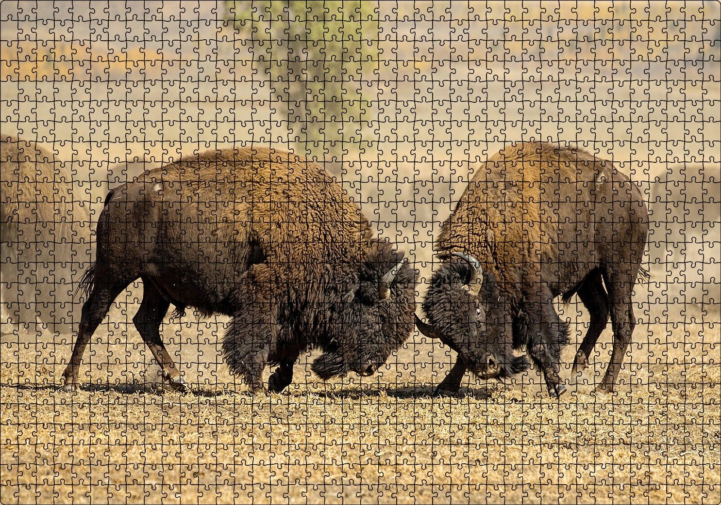 Çayırda Gövde Gösterisindeki Bizonlar Puzzle Yapboz MDF Ahşap 1000 Parça 49 cm X 68 cm