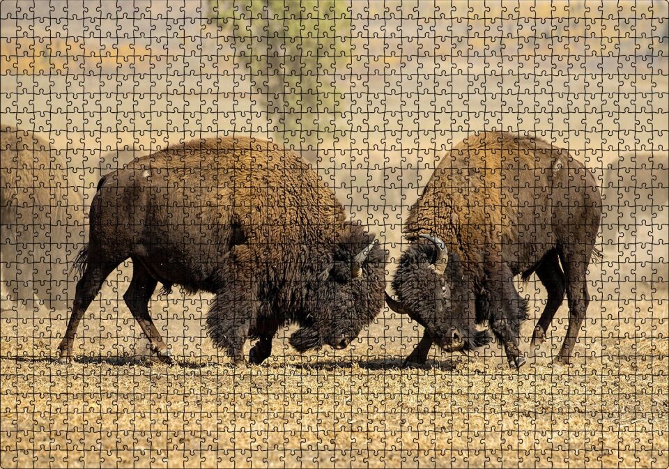 Çayırda Gövde Gösterisindeki Bizonlar Puzzle Yapboz MDF Ahşap 1000 Parça 49 cm X 68 cm