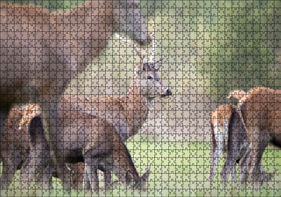 Çayırda Otlayan Ren Geyikleri Puzzle Yapboz MDF Ahşap 1000 Parça 49 cm X 68 cm