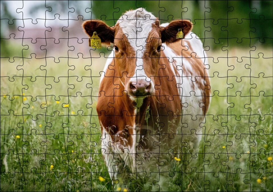 Çayırda Kahverengi Beyaz İnek Puzzle Yapboz MDF Ahşap