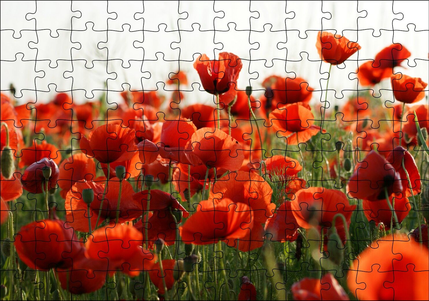 Çayırda Kırmızı Gelincikler Puzzle Yapboz MDF Ahşap