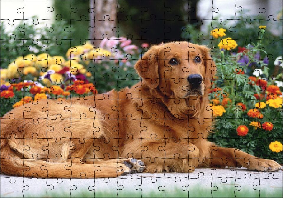 Kahverengi Golden Rertriever ve Çiçekler Puzzle Yapboz MDF Ahşap 120 Parça 24 cm X 34 cm