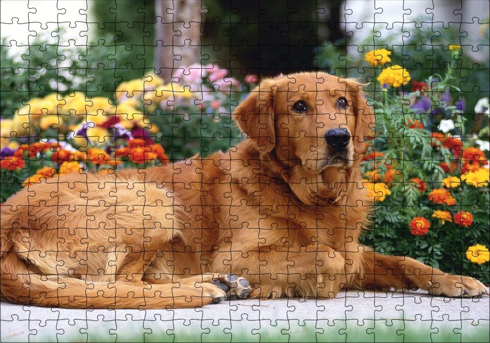 Kahverengi Golden Rertriever ve Çiçekler Puzzle Yapboz MDF Ahşap 255 Parça 34 cm X 49 cm