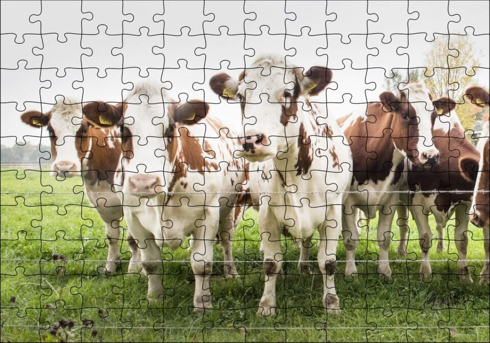 Çayırda Tel Örgünün Kenarında İnekler Puzzle Yapboz MDF Ahşap