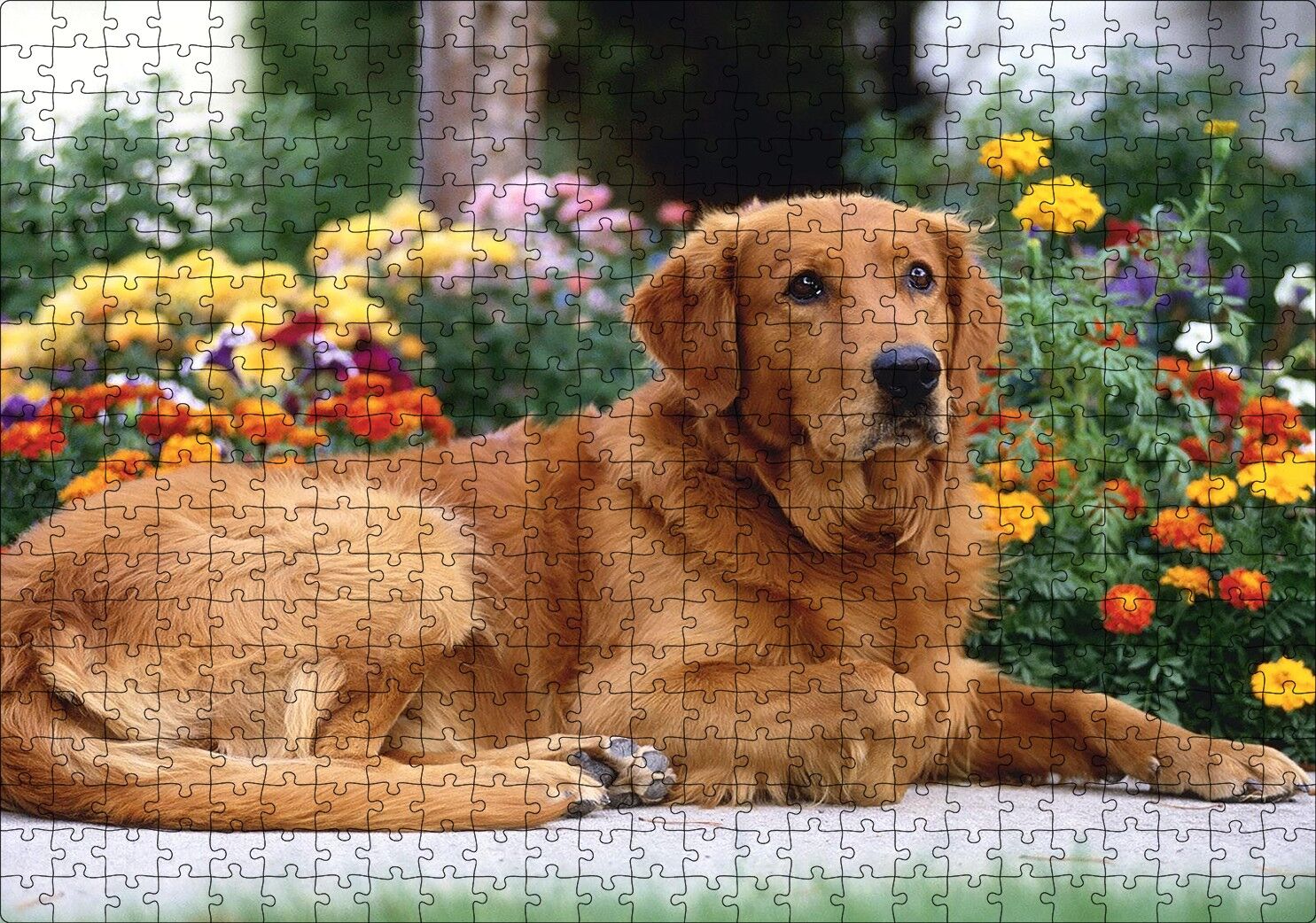 Kahverengi Golden Rertriever ve Çiçekler Puzzle Yapboz MDF Ahşap 500 Parça 49 cm X 68 cm