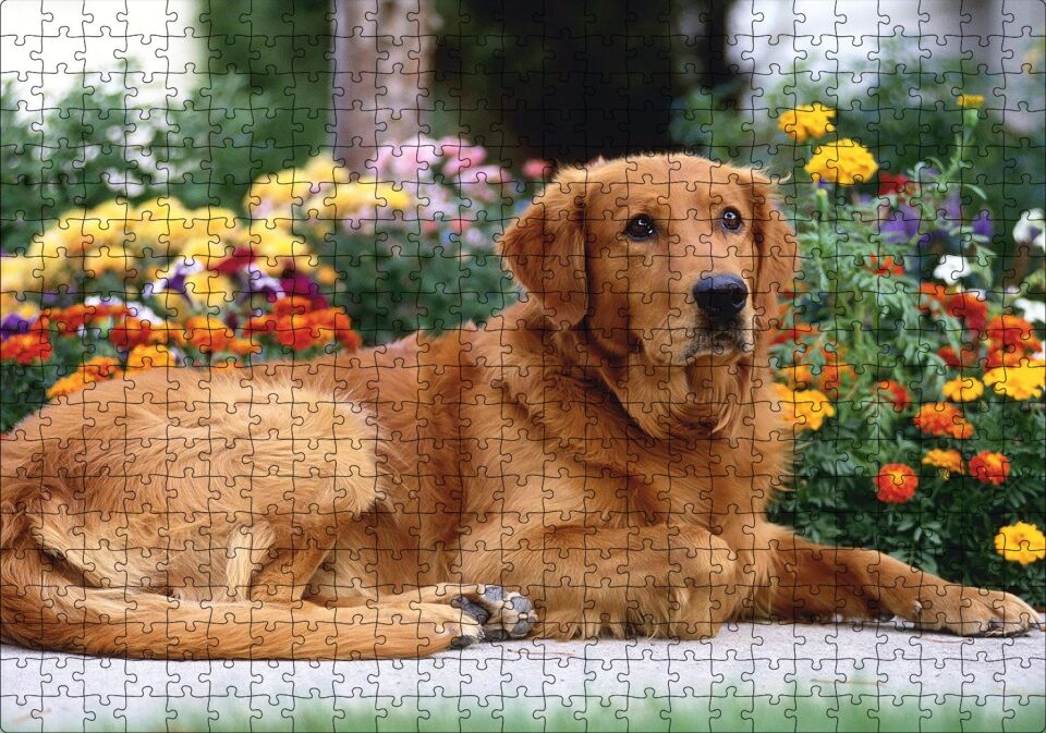 Kahverengi Golden Rertriever ve Çiçekler Puzzle Yapboz MDF Ahşap 500 Parça 49 cm X 68 cm