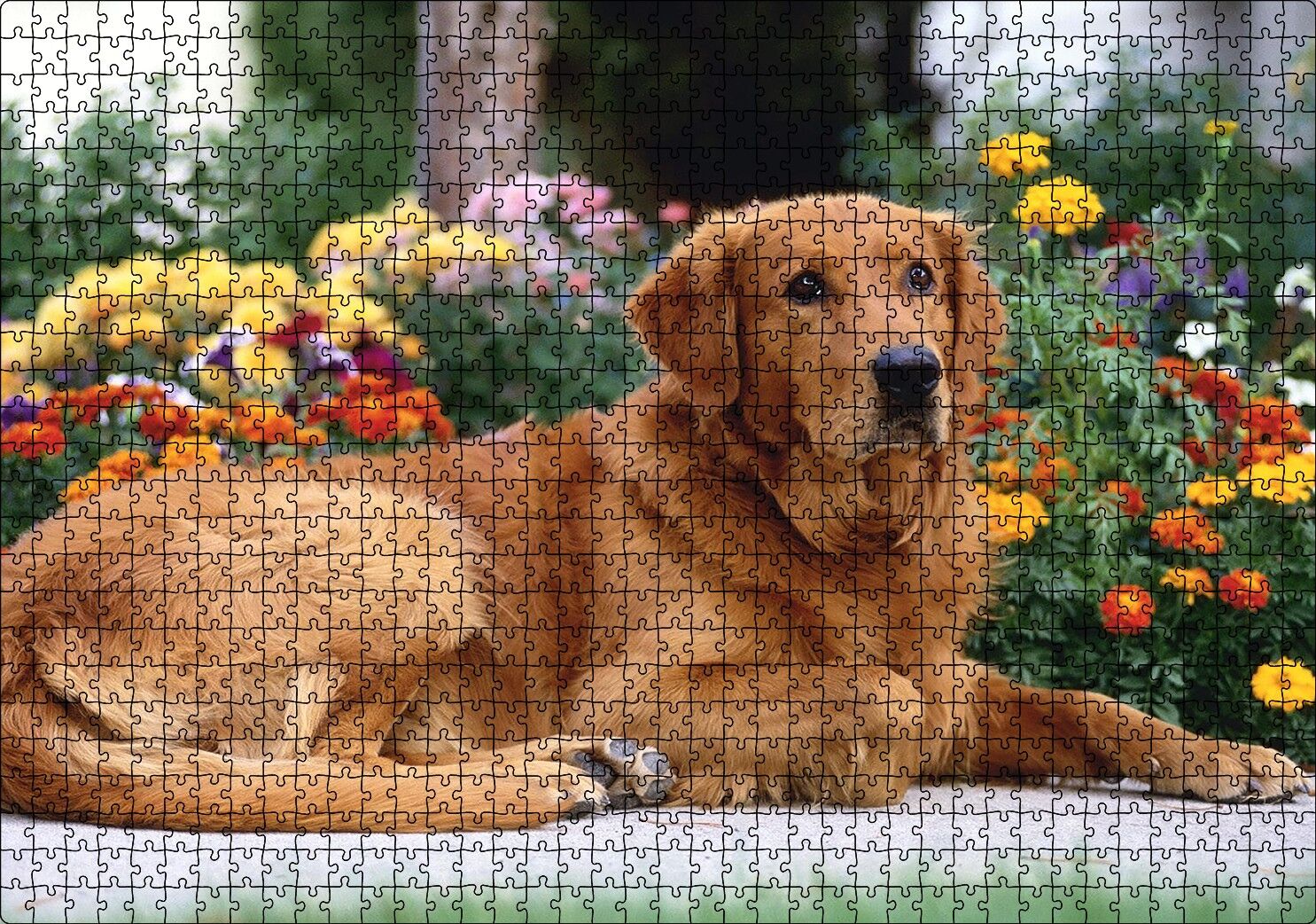 Kahverengi Golden Rertriever ve Çiçekler Puzzle Yapboz MDF Ahşap 1000 Parça 49 cm X 68 cm