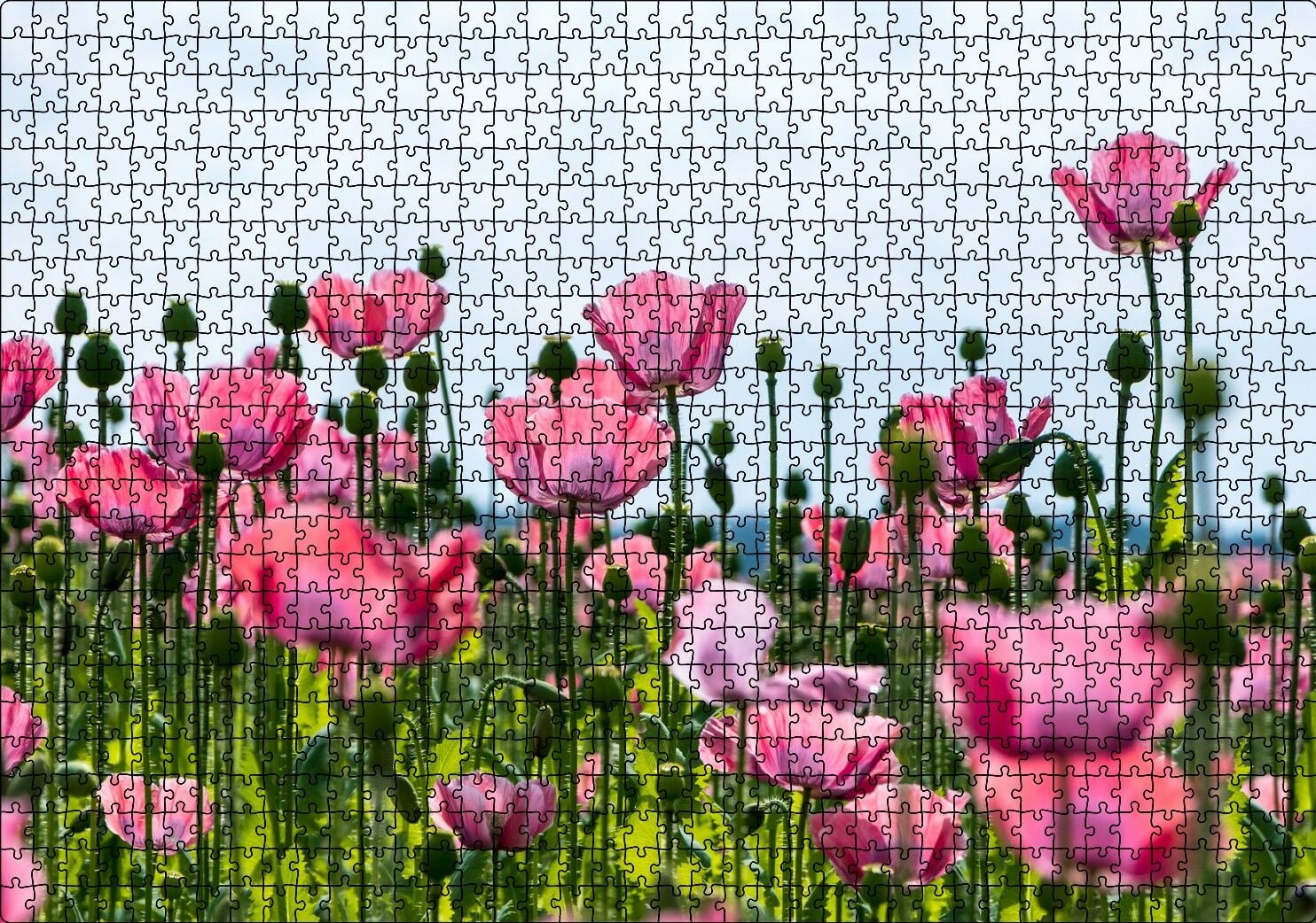 Çayırda Pembe Gelincikler ve Gökyüzü Puzzle Yapboz MDF Ahşap 1000 Parça 49 cm X 68 cm