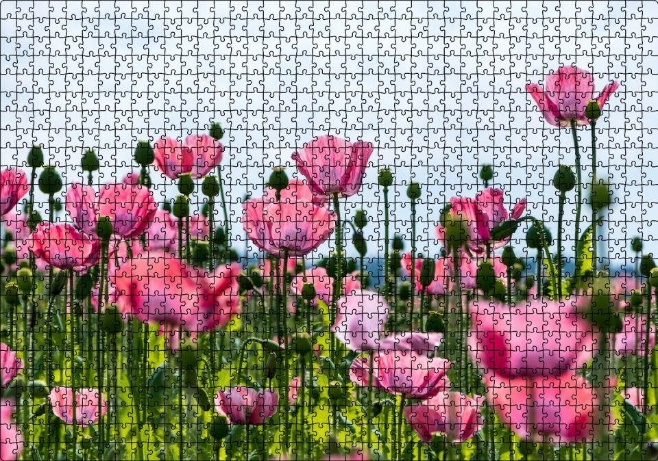 Çayırda Pembe Gelincikler ve Gökyüzü Puzzle Yapboz MDF Ahşap 1000 Parça 49 cm X 68 cm