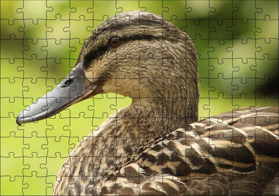 Kahverengi Ördek Yakın Plan Puzzle Yapboz MDF Ahşap 120 Parça 24 cm X 34 cm