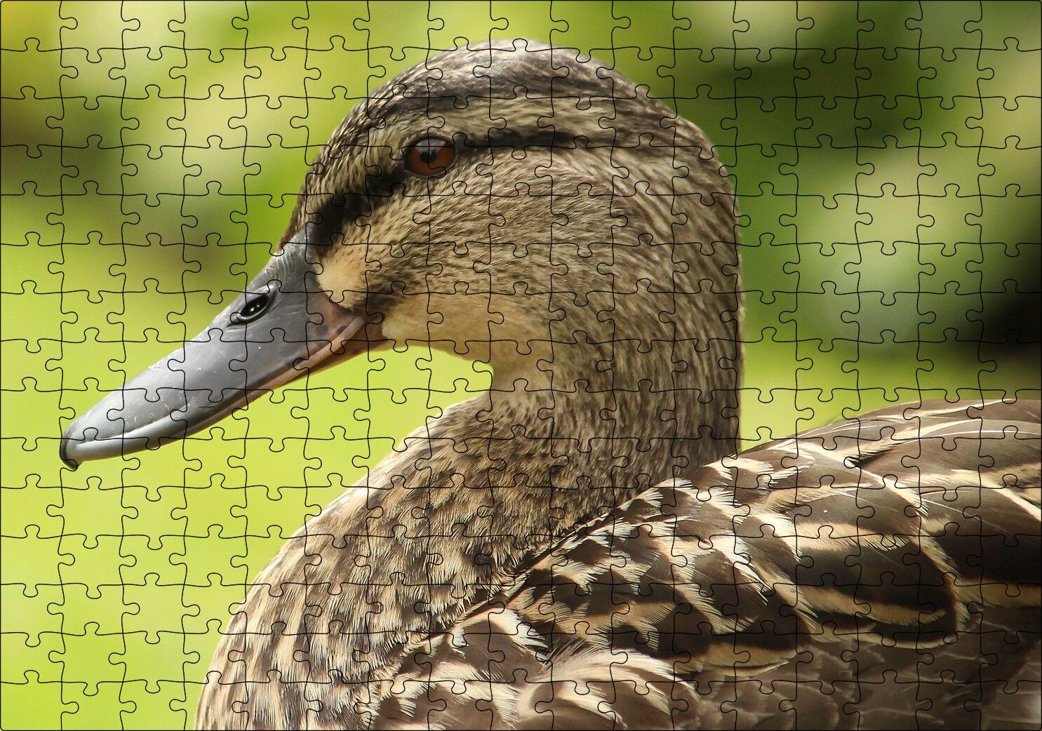 Kahverengi Ördek Yakın Plan Puzzle Yapboz MDF Ahşap 255 Parça 34 cm X 49 cm