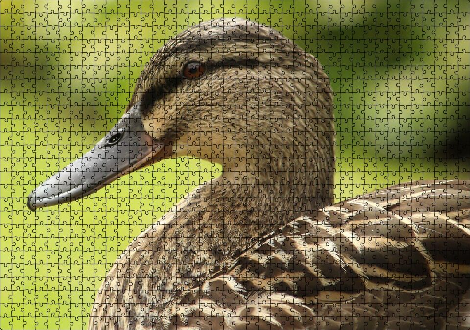 Kahverengi Ördek Yakın Plan Puzzle Yapboz MDF Ahşap 1000 Parça 49 cm X 68 cm