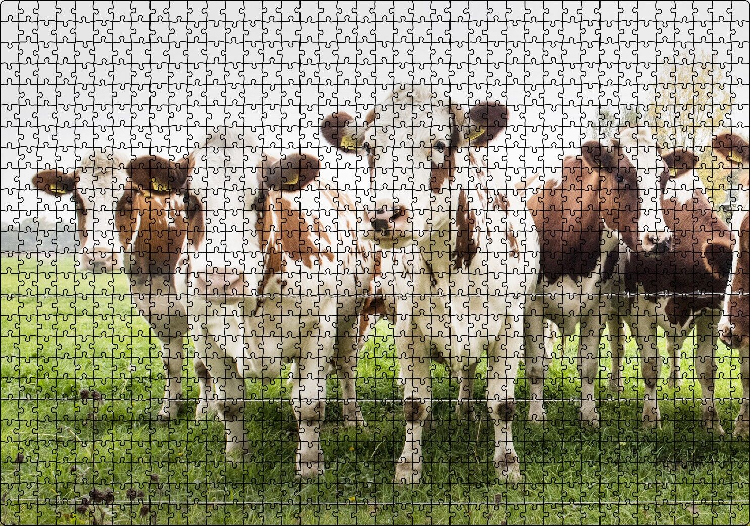 Çayırda Tel Örgünün Kenarında İnekler Puzzle Yapboz MDF Ahşap 1000 Parça 49 cm X 68 cm