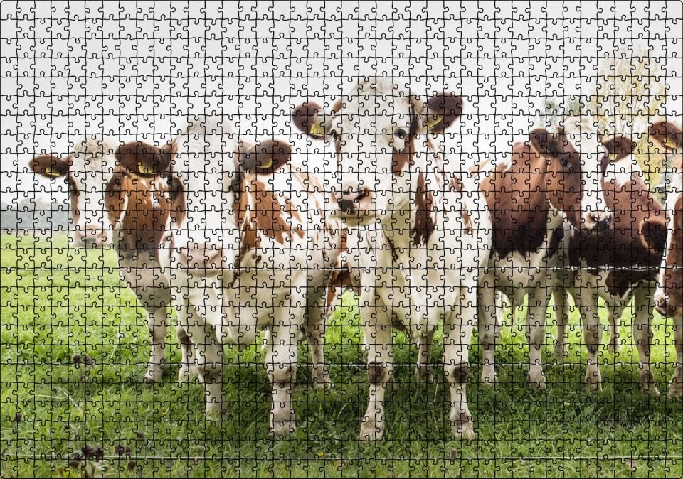 Çayırda Tel Örgünün Kenarında İnekler Puzzle Yapboz MDF Ahşap 1000 Parça 49 cm X 68 cm