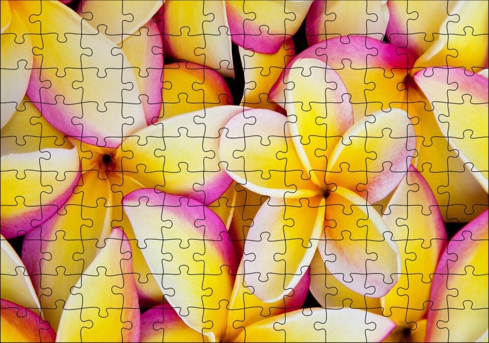 Sarı Plumeria Çiçekleri Puzzle Yapboz MDF Ahşap
