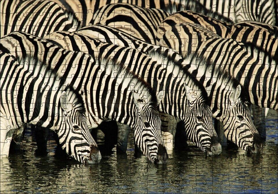 Su İçen Zebra Sürüsü Görseli Puzzle Yapboz MDF Ahşap 255 Parça 34 cm X 49 cm